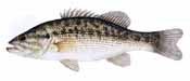 Picture of Black Bass